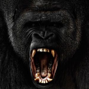 Meet your Posher, Ross